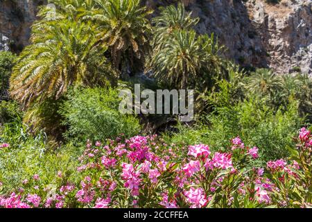 Palmenhain am Fluss hinter dem Palmenstrand von Preveli in Blüte, Zentral Kreta, Griechenland Stockfoto