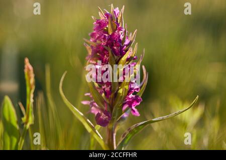 Blattorchidee, Dactylorhiza majalis, ganze Pflanze Stockfoto