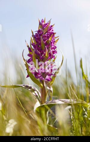 Blattorchidee, Dactylorhiza majalis, ganze Pflanze Stockfoto