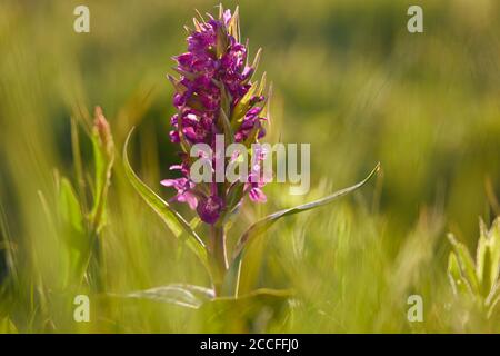 Blattorchidee, Dactylorhiza majalis, ganze Pflanze Stockfoto