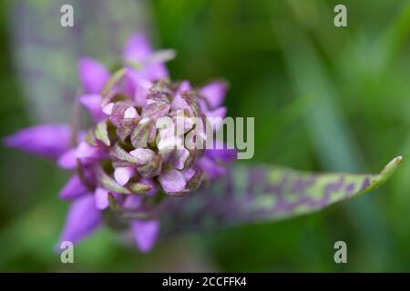 Blattwurzel, Dactylorhiza majalis, Pflanze mit Knospen, geschlossen, jung Stockfoto