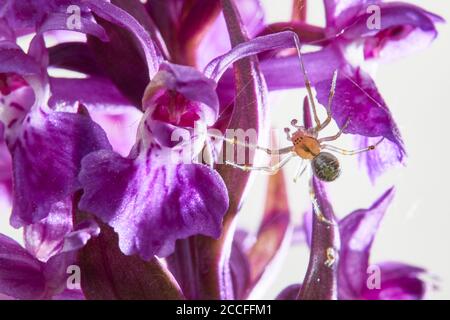 Braune Kugelspinne, Theridion-Aufdruck, Laub-Orchidee, Dactylorhiza majalis Stockfoto