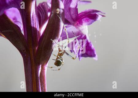 Braune Kugelspinne, Theridion-Aufdruck, Laub-Orchidee, Dactylorhiza majalis Stockfoto