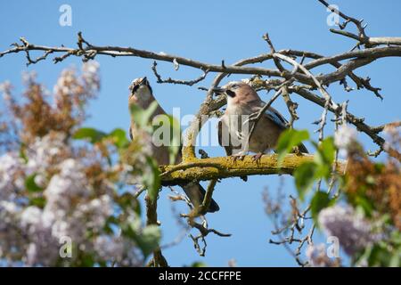 Eurasischer Eichelhäher, Garrulus glandarius, zwei Stockfoto