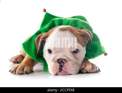 Weihnachten englische Bulldogge Welpen vor weißem Hintergrund Stockfoto