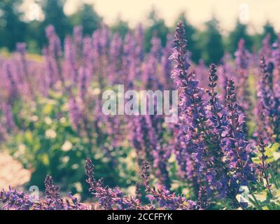 Frische violette Blüten von Salbei oder Salvia divinorum, Salvia officinalis oder Salbei, mehrjährige Pflanze, blaue und violette Blüten. Lamiaceae. Stockfoto