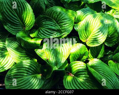Frische grüne Hosta Pflanze Blätter nach Regen mit Wassertropfen. Botanische Laub Natur Hintergrund. Tapete Poster Vorlage, Vollformat-Aufnahme Von Pflanzen Stockfoto