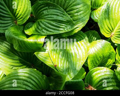 Frische grüne Hosta Pflanze Blätter nach Regen mit Wassertropfen. Botanische Laub Natur Hintergrund. Tapete Poster Vorlage, Vollformat-Aufnahme Von Pflanzen Stockfoto