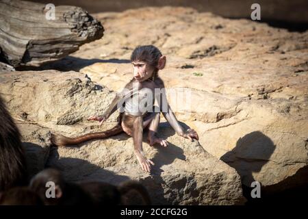 Ein Baby Hamadryas Baboon sitzt auf einem Felsen in der Sonnenschein Stockfoto