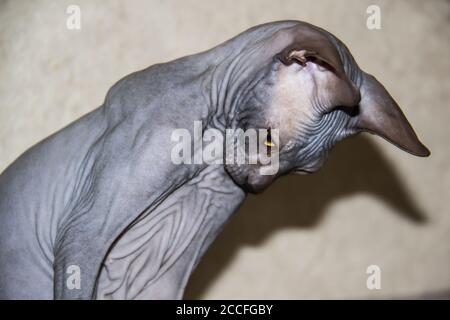 Graue sphynx haarlose Kätzchen, anti-allergene Katze, Haustier, das irgendwo unten schaut. Schöne Katze mit haarloser Haut. Stockfoto