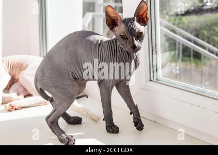 Graues sphynx haarloses Kätzchen, antiallergene Katze, Haustier auf dem Fenster sitzend. Schöne kleine Katze mit haarloser Haut. Stockfoto