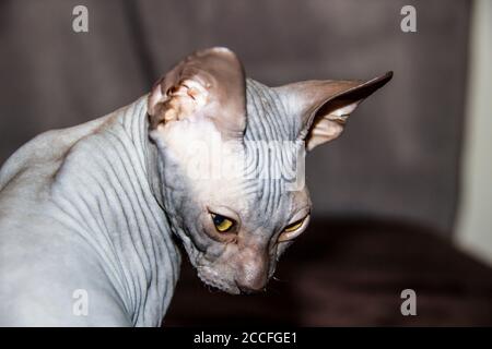 Graue sphynx haarlose Kätzchen, anti-allergene Katze, Haustier, das irgendwo unten schaut. Schöne Katze mit haarloser Haut. Stockfoto