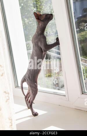 Graue sphynx haarlose Kätzchen, anti-allergene Katze, Haustier steht auf dem Fenster. Schöne kleine Katze mit haarloser Haut sieht auf dem Fenster. Stockfoto