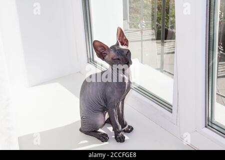 Graues sphynx haarloses Kätzchen, antiallergene Katze, Haustier auf dem Fenster sitzend. Schöne kleine Katze mit haarloser Haut. Stockfoto