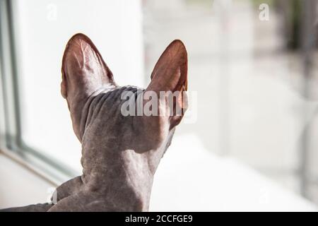 Graue sphynx haarlose Kätzchen, anti-allergene Katze, Haustier suchen irgendwo vor. Rückansicht der schönen Katze mit haarloser Haut. Stockfoto