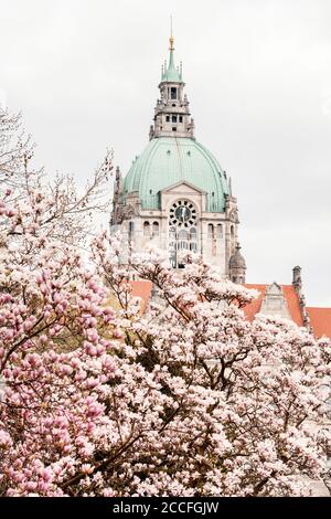 Frühling im Neuen Rathaus in Hannover, Niedersachsen, Deutschland Stockfoto