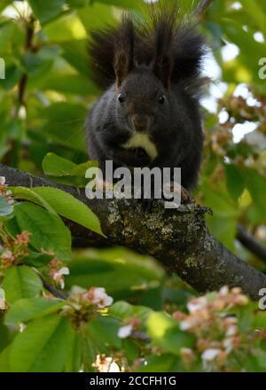 Schwarzen Eichhornchen In Deutschland Stockfotografie Alamy