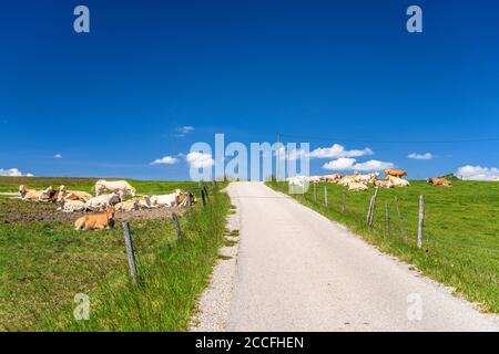 Deutschland, Bayern, Oberbayern, Tölzer Land, Dietramszell, Bezirk Punding, Herde von Kühen Stockfoto