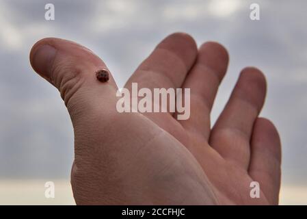 Kleiner Marienkäfer, der auf der Hand eines Mannes gegen den Himmel sitzt. Stockfoto