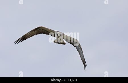 Fischadler, Pandion haliaetus, fliegen darüber Stockfoto