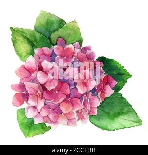 Sommer Aquarell mit rosa blühende Hydrangea, Aquarell botanische natürliche Hydrangea Illustration isoliert auf weiß, Isolation Arbeitsweg Stockfoto