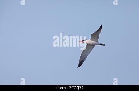 Kaspische Seeschwalbe im Flug, unter blauem Himmel Stockfoto