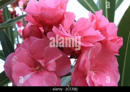 Schöne rosa Blume Oleander (Nerium Oleander) Stockfoto