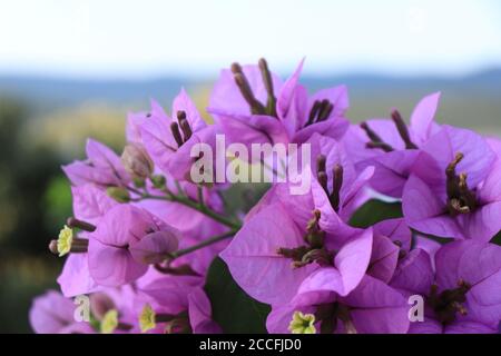 Nahaufnahme von rosa Bougainvillea Blumen Stockfoto