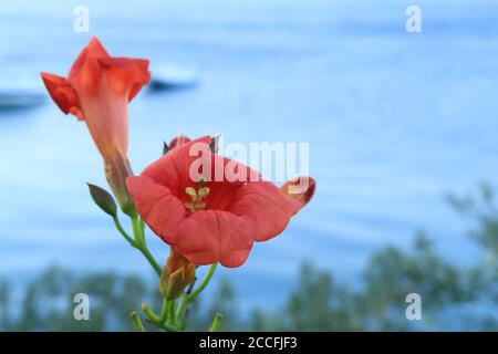 Campsis radicans die chilenische Trompete ist ein energischer Kletterer und Ein verschwommener Meereshintergrund Stockfoto