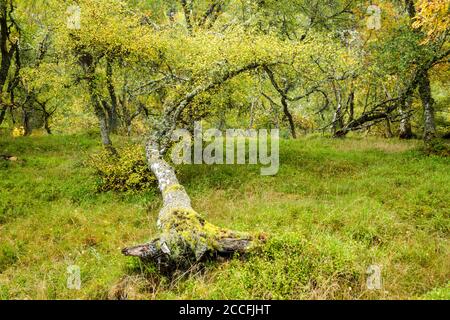 Gefallene Silberbirke (Betula pendula) Aufgrund von Sturmschäden, aber Baum weiterhin gedeihen und Gehen Sie durch seinen normalen saisonalen Wachstumszyklus Stockfoto