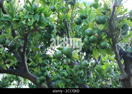 Die Mandarine orange (lat. Citrus reticulata), auch bekannt als Mandarine oder Mandarine, grüne Baumpflanzen Stockfoto