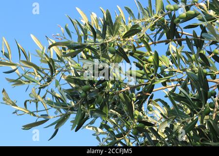 Unreife Oliven auf Baum, botanischer Name Olea europaea Stockfoto