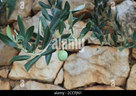 Unreife Oliven auf Baum, botanischer Name Olea europaea Stockfoto