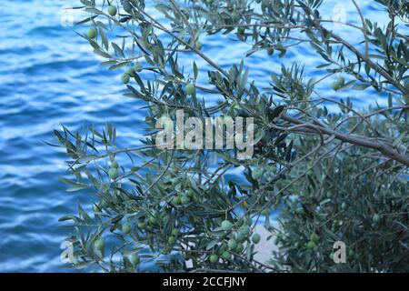 Unreife Oliven auf Baum, botanischer Name Olea europaea Stockfoto