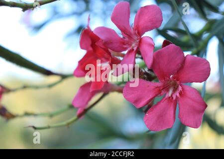 Schöne rosa Blume Oleander (Nerium Oleander) Stockfoto