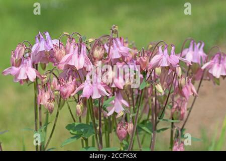 Blühende Kolumbine im Garten Stockfoto