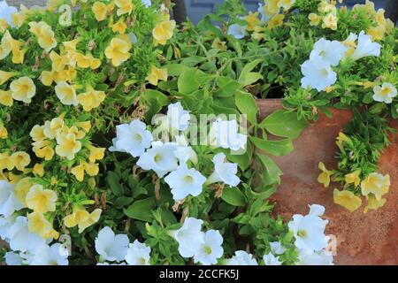 Gesunde weiße und gelbe Petunien in einem Terrakotta-Topf Stockfoto