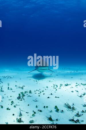 Tiger Shark nähert sich über Sandboden. Tiger Beach, Bahamas Stockfoto