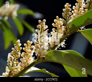 Blüten des Kirsche Lorbeer Prunus laurocerasus, auch Lorbeerkirsche, ein attraktiver Zierstrauch im Garten und Park Stockfoto