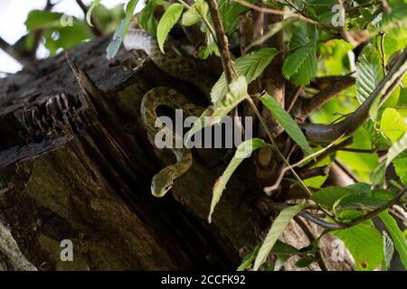 Junge japanische Rattenschlange (Elaphe climacophora) auf Baum, Stadt Isehara, Präfektur Kanagawa, Japan Stockfoto