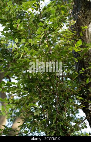 Junge japanische Rattenschlange (Elaphe climacophora) auf Baum, Stadt Isehara, Präfektur Kanagawa, Japan Stockfoto