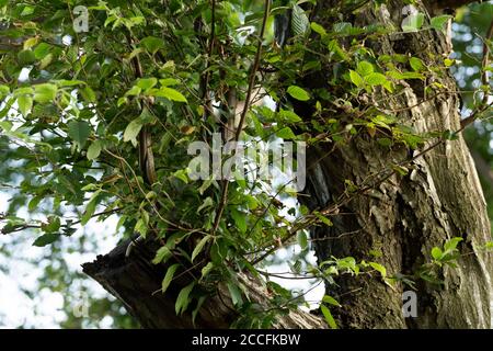 Junge japanische Rattenschlange (Elaphe climacophora) auf Baum, Stadt Isehara, Präfektur Kanagawa, Japan Stockfoto