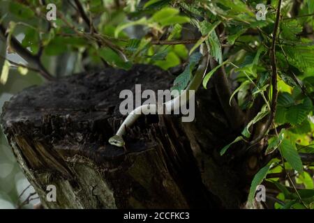 Junge japanische Rattenschlange (Elaphe climacophora) auf Baum, Stadt Isehara, Präfektur Kanagawa, Japan Stockfoto