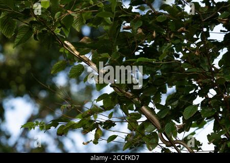 Junge japanische Rattenschlange (Elaphe climacophora) auf Baum, Stadt Isehara, Präfektur Kanagawa, Japan Stockfoto