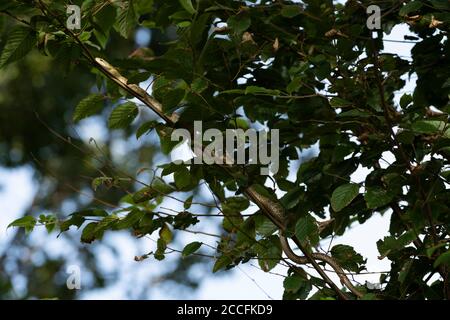 Junge japanische Rattenschlange (Elaphe climacophora) auf Baum, Stadt Isehara, Präfektur Kanagawa, Japan Stockfoto