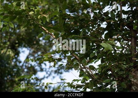 Junge japanische Rattenschlange (Elaphe climacophora) auf Baum, Stadt Isehara, Präfektur Kanagawa, Japan Stockfoto