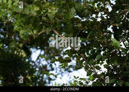 Junge japanische Rattenschlange (Elaphe climacophora) auf Baum, Stadt Isehara, Präfektur Kanagawa, Japan Stockfoto