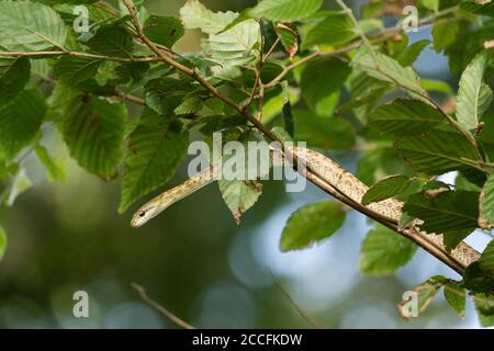 Junge japanische Rattenschlange (Elaphe climacophora) auf Baum, Stadt Isehara, Präfektur Kanagawa, Japan Stockfoto