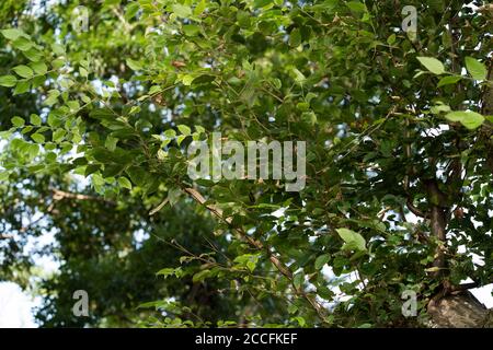 Junge japanische Rattenschlange (Elaphe climacophora) auf Baum, Stadt Isehara, Präfektur Kanagawa, Japan Stockfoto