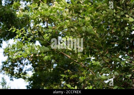 Junge japanische Rattenschlange (Elaphe climacophora) auf Baum, Stadt Isehara, Präfektur Kanagawa, Japan Stockfoto